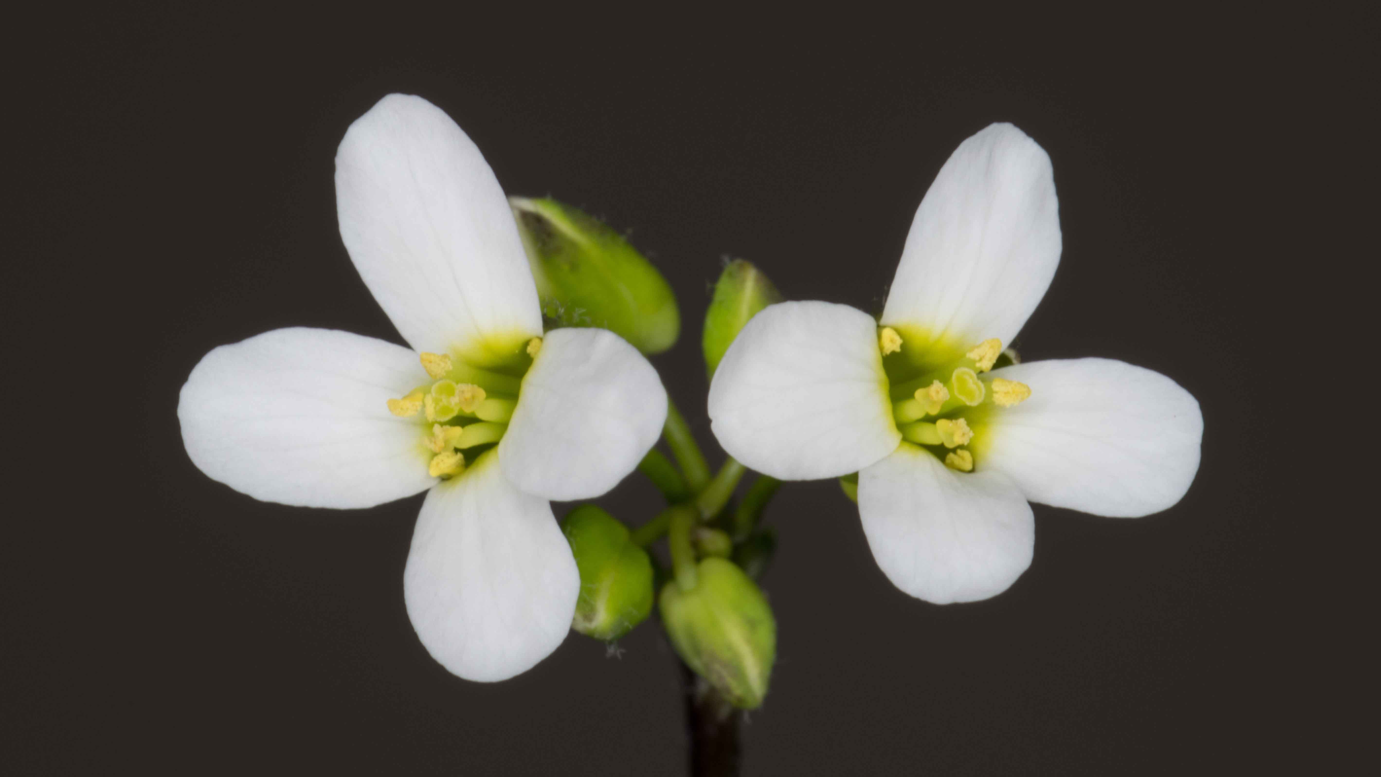 arabidopsis