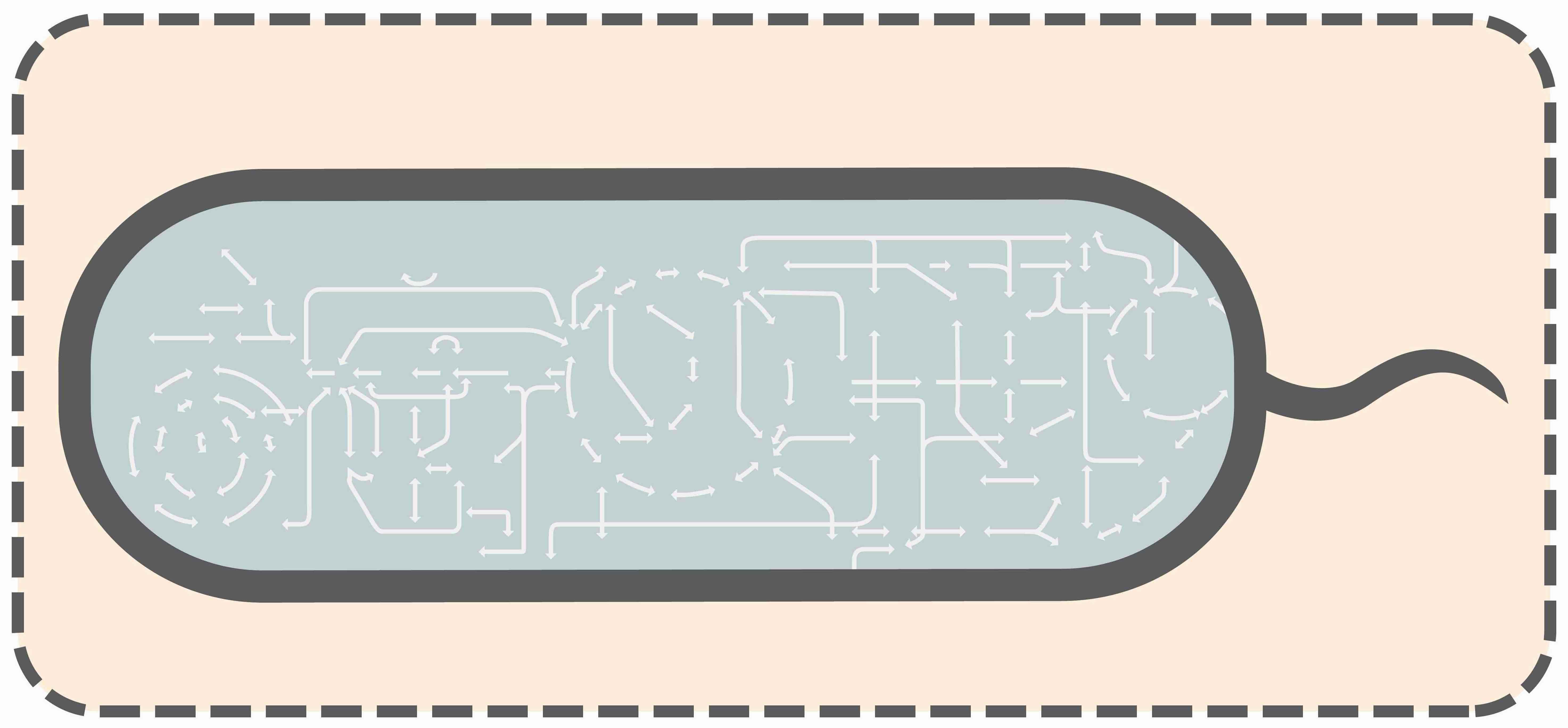 bacterial-metabolism